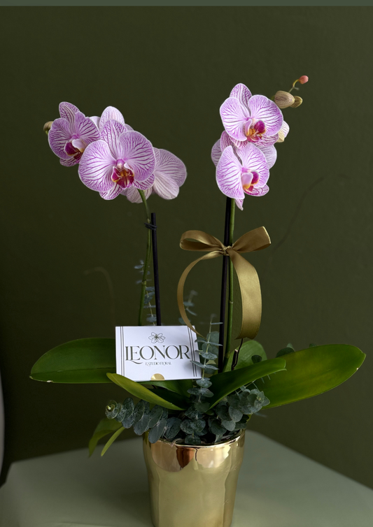 Orquídea